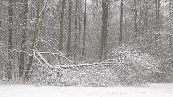 Winter & Frozen Winter & Frozen