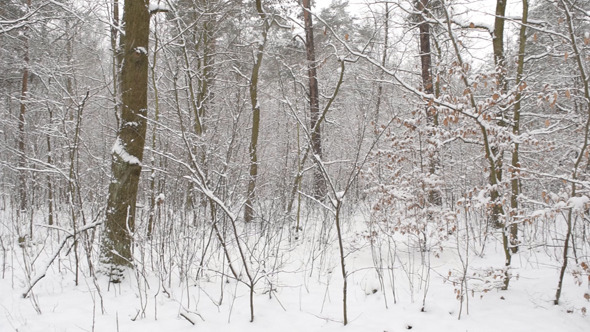 Winter & Frozen Winter & Frozen