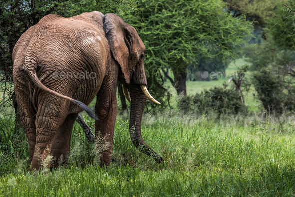 Huge African elephant bull in the Tarangire National Park, Tanza (Misc) Photo Download