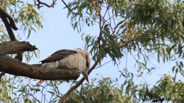 Kookaburra 01 Kookaburra 01