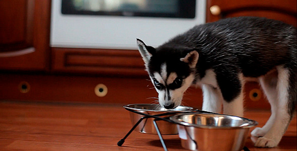 Husky Eating Food From a Bowl Husky Eating Food From a Bowl