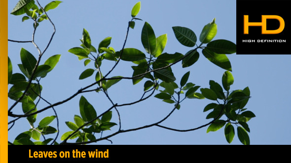 Leaves on the wind Leaves on the wind