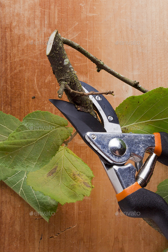 scissors for trimming bushes (Misc) Photo Download