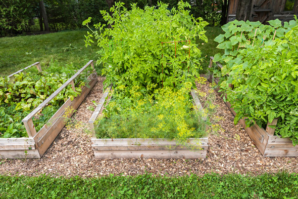 Vegetable garden in raised boxes