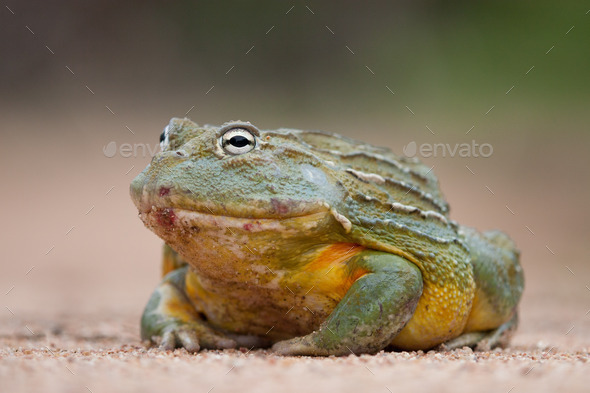 Giant African Bullfrog (Misc) Photo Download