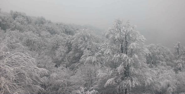 Winter Forest Aerial Winter Forest Aerial