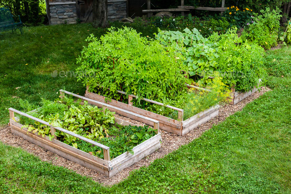 Vegetable garden in raised boxes