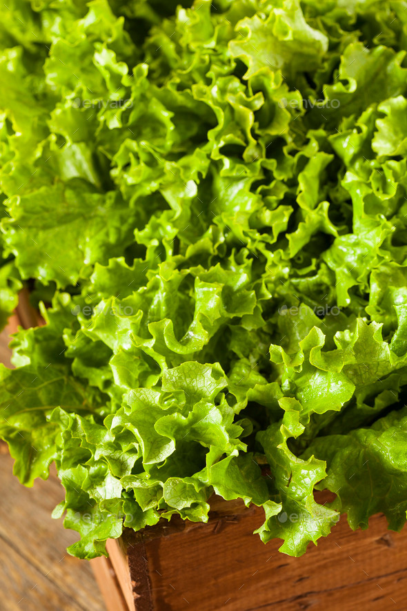 Fresh Healthy Organic Green Leaf Lettuce (Misc) Photo Download