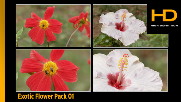 Exotic Flower Pack 01 Exotic Flower Pack 01