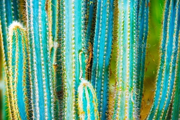 Cactus Specie