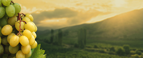 Envato