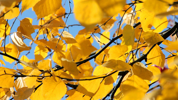 Autumn Bright Yellow Birch Leaves Autumn Bright Yellow Birch Leaves