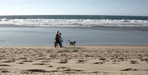 Walk with Dogs Walk with Dogs