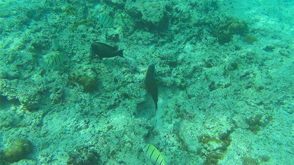 Tropical Fishes Tropical Fishes