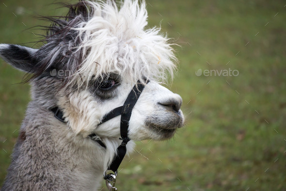 Funny Lama Portrait (Misc) Photo Download