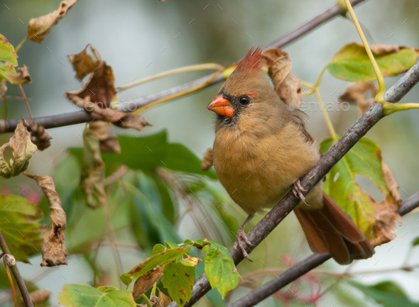 Female Northern Cardinal (Misc) Photo Download