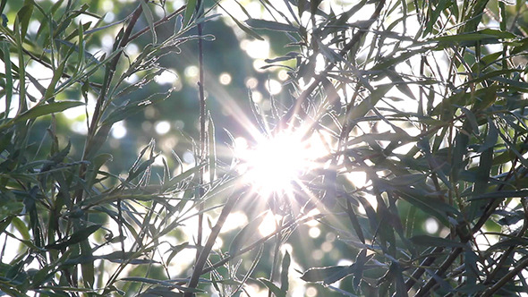 Bright Sun Shines Through Tree Foliage Bright Sun Shines Through Tree Foliage