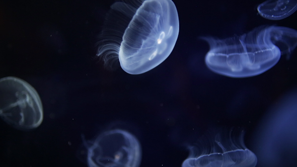 Jellyfish And Sea Life In An Aquarium 15 Jellyfish And Sea Life In An Aquarium 15