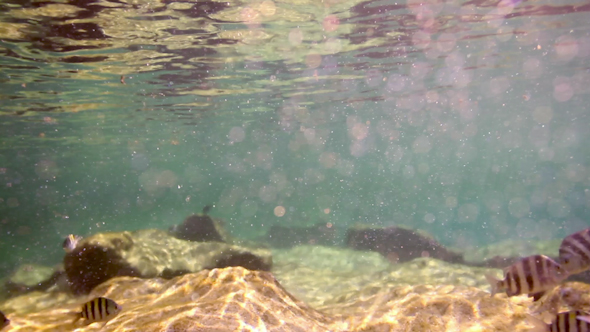 Snorkel Underwater Caribbean Beach Mexico 28 Snorkel Underwater Caribbean Beach Mexico 28