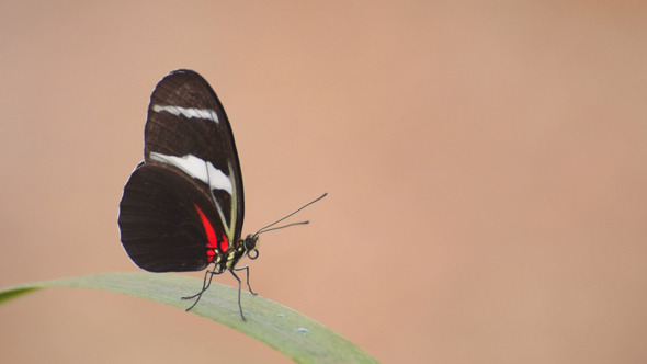 Butterfly Butterfly