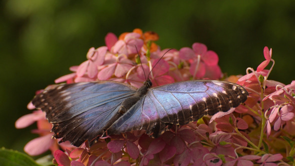 Butterfly Butterfly