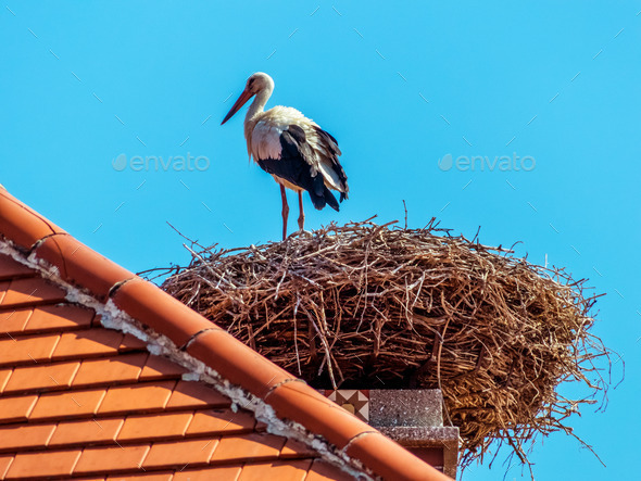 austria, rust. nest of a stork (Misc) Photo Download