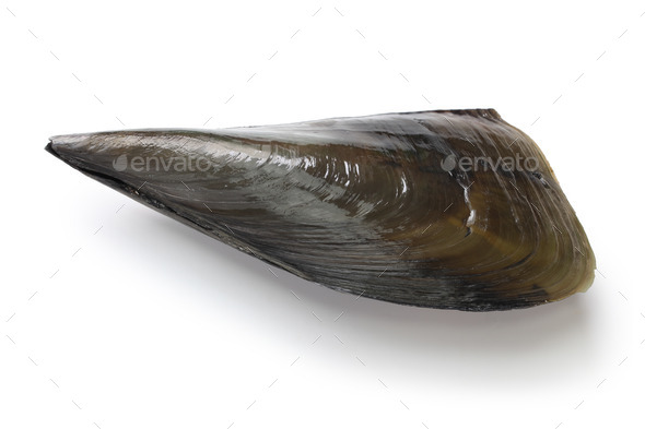 pacific pen shell, atrina pectinata, tairagi (Misc) Photo Download
