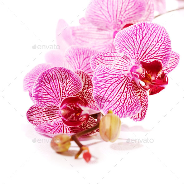 Pink orchid Phalaenopsis. (Misc) Photo Download