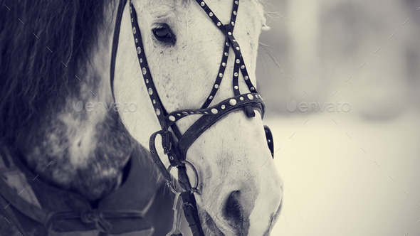 Muzzle of a white horse in a harness. (Misc) Photo Download