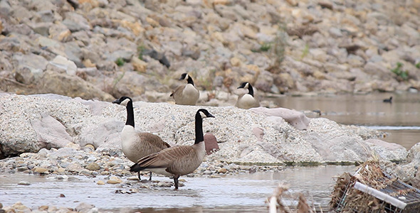 Wild Canada Geese in a Rocky Creek Wild Canada Geese in a Rocky Creek