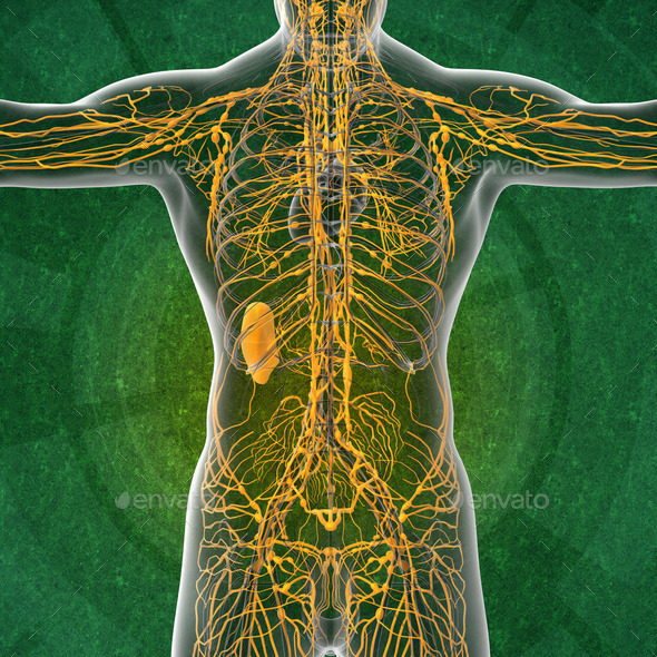 3d render illustration of the male lymphatic system