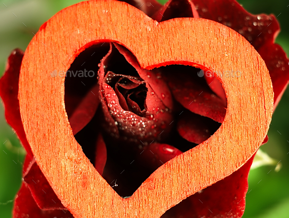 Heart and rose with dew drops on the petals. (Misc) Photo Download