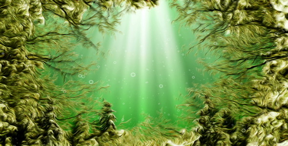 Under Water Seaweed Under Water Seaweed