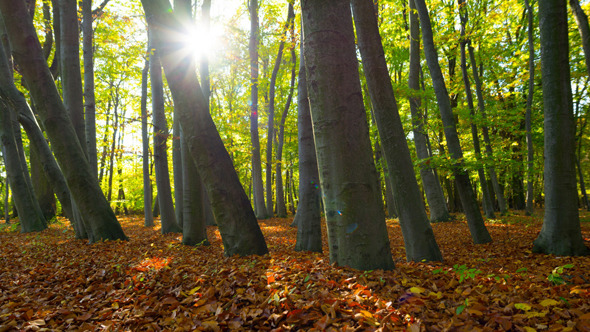 Forest & Sun Forest & Sun