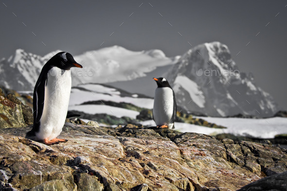 Two penguins dreaming (Misc) Photo Download