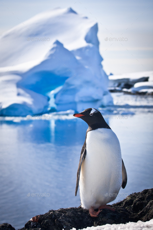 penguin on the rocks (Misc) Photo Download