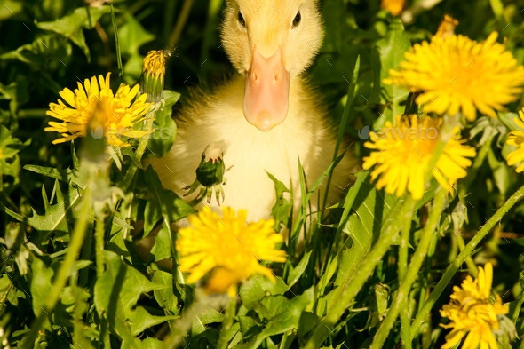 Small duckling (Misc) Photo Download