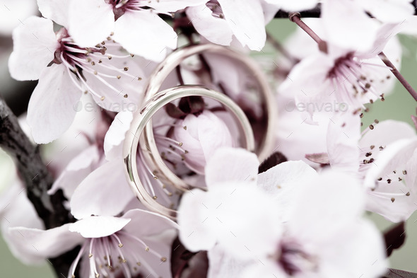 Wedding rings closeup with pink cherry flowers (Misc) Photo Download