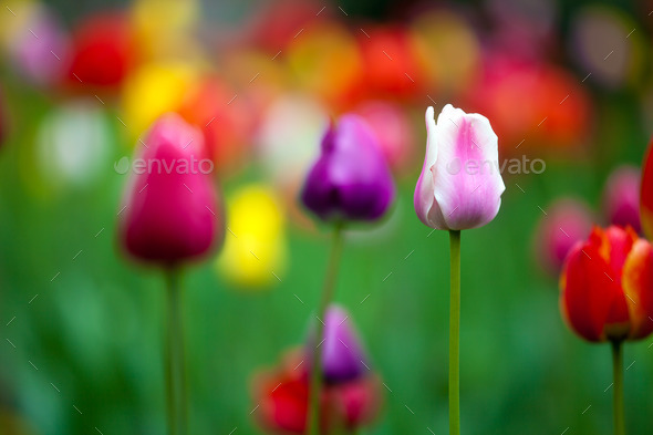 Fresh colorful tulips in the park (Misc) Photo Download