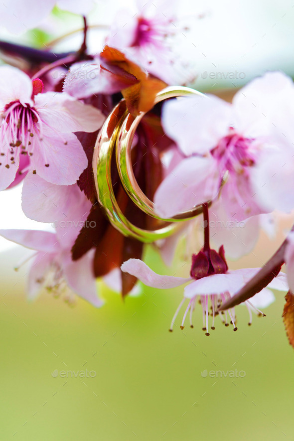 Wedding rings closeup with pink apple flowers (Misc) Photo Download