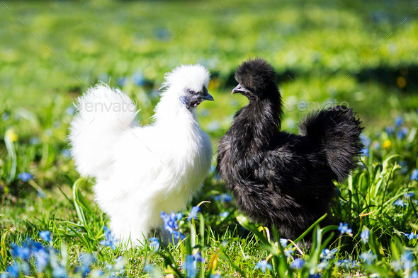 Two hen staring at each other (Misc) Photo Download