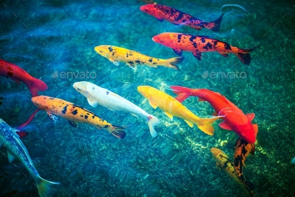 Colorful Koi Fishes
