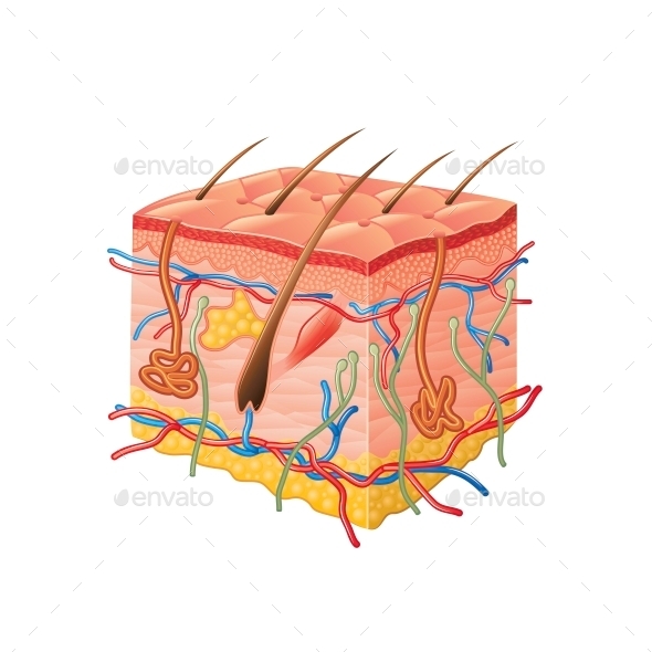 GraphicRiver Human Skin Anatomy 10354021 GraphicRiver Human Skin Anatomy 10354021