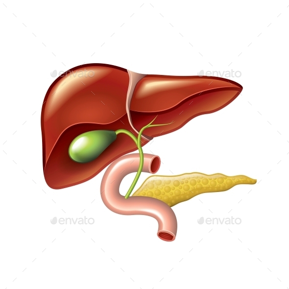 human liver clipart - photo #20