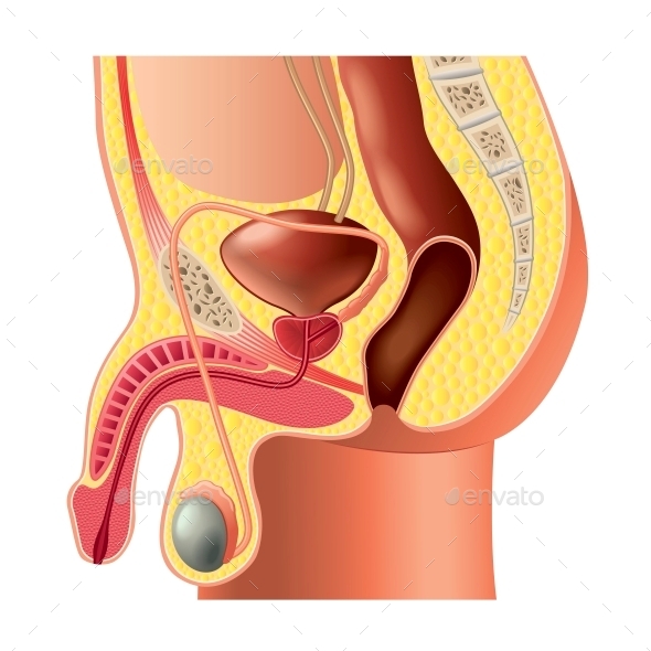 GraphicRiver Male Reproductive System Anatomy 10354075 GraphicRiver Male Reproductive System Anatomy 10354075