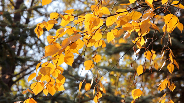 Autumn Bright Yellow Birch Leaves Autumn Bright Yellow Birch Leaves