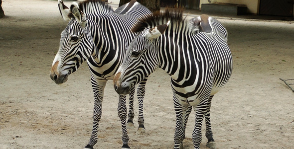 Zebra Family Zebra Family