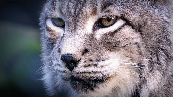 Big Cat Lynx In The Wild Big Cat Lynx In The Wild