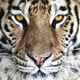 TigerSound