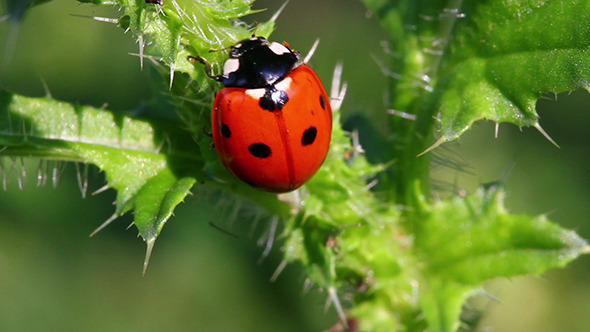 Ladybug On Green Grass Ladybug On Green Grass